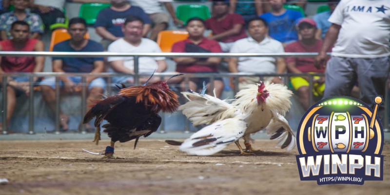 Betting in Cockfighting