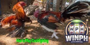 How to Play Cockfighting – Accurate Rules of the Game