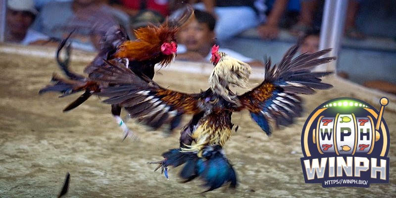 Important Considerations for Cockfighting