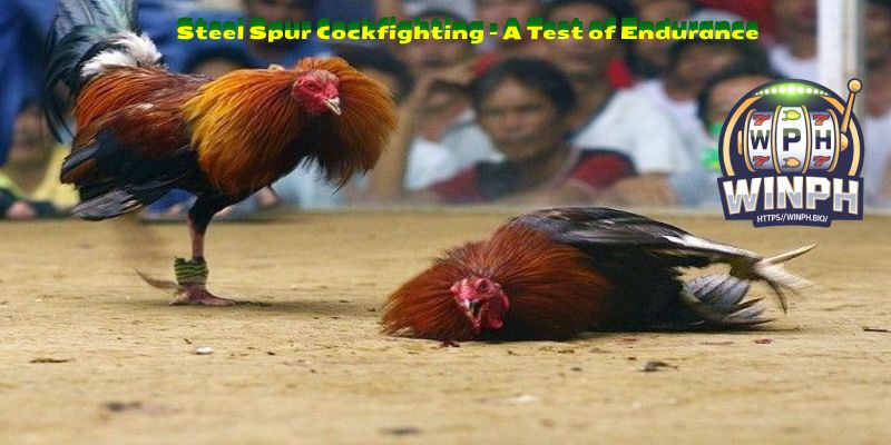 Steel Spur Cockfighting – A Test of Endurance