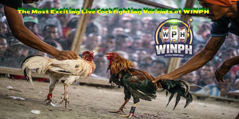 The Most Exciting Live Cockfighting Variants at WINPH