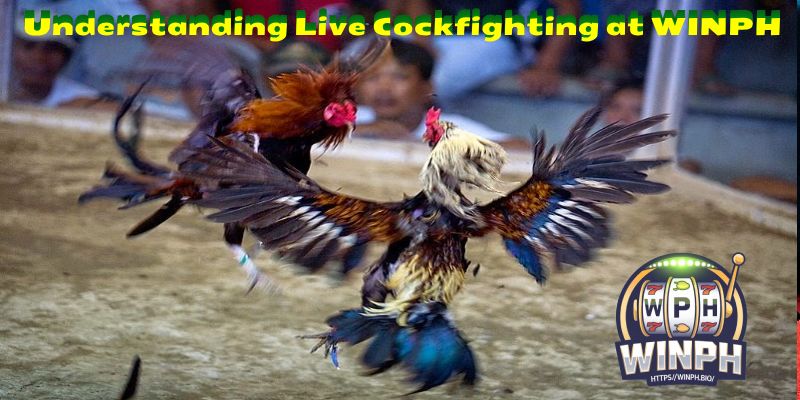 Understanding Live Cockfighting at WINPH