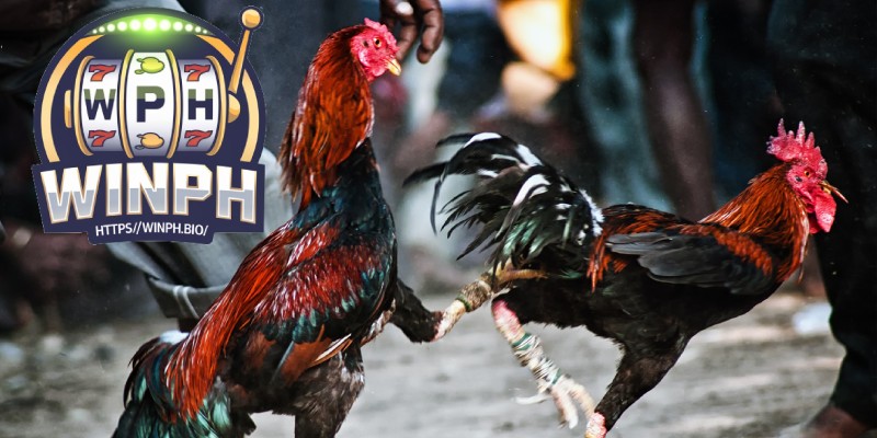 When Should You Play Cockfighting?