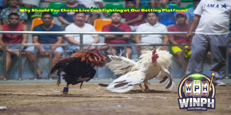 Why Should You Choose Live Cockfighting at Our Betting Platform?