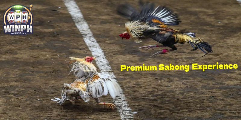 Premium Sabong (Cockfighting) Experience
